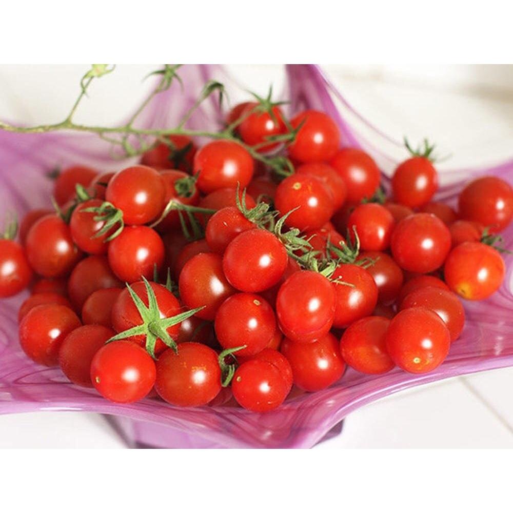 Cây giống Cà Chua Bi Siêu trái.