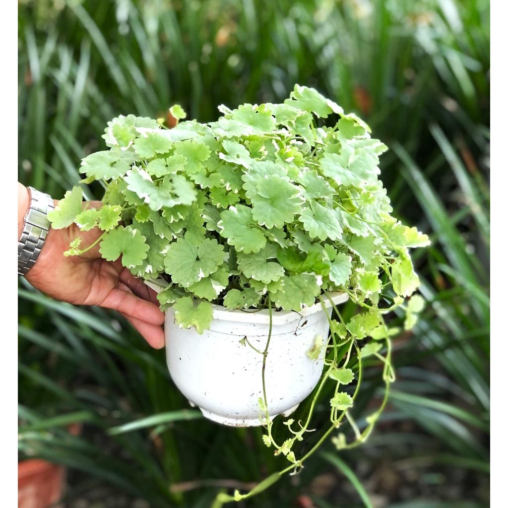 Chậu treo rau má trắng