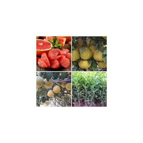 CÂY GIỐNG BƯỞI ĐỎ TÂN LẠC