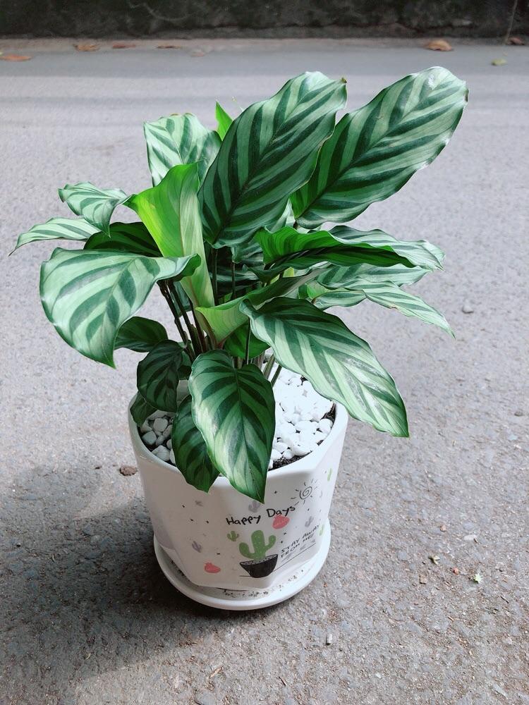 Chậu Cây Đuôi công Xanh