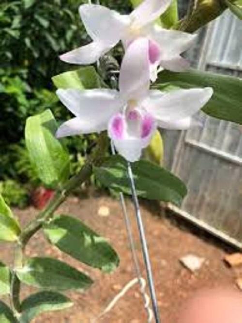 Phi điệp đột biến HỒNG YÊN THỦY chuẩn giống cam kết chất lượng