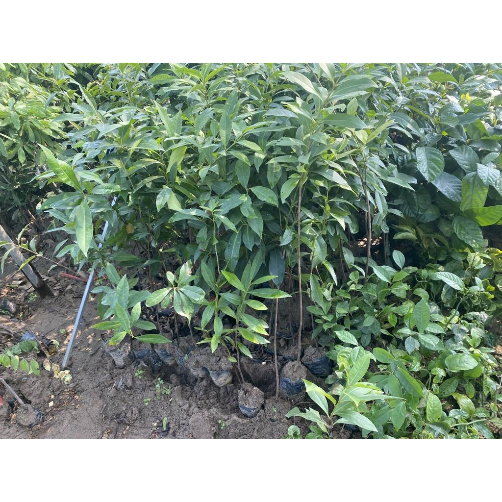 Cây Vối Nếp giống, dùng để pha nước uống thanh nhiệt giống chuẩn F1