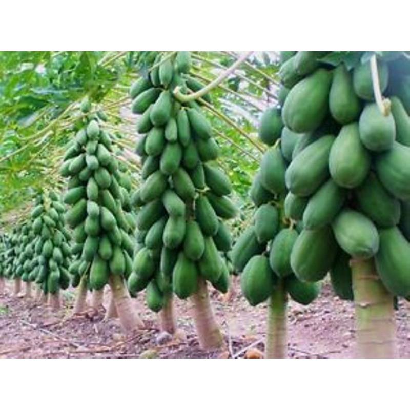 Hạt giống Đu đủ đài loan cao sản F1