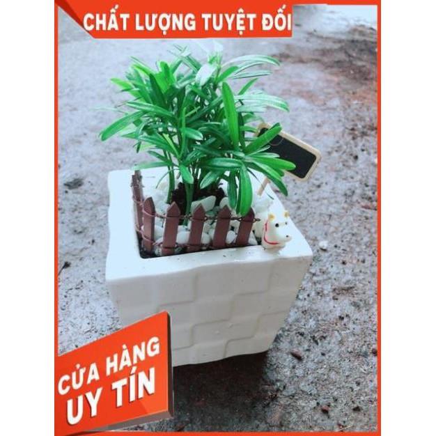 Chậu Tùng Vạn Niên