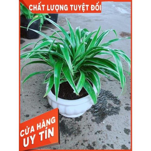 Chậu Lan Chi