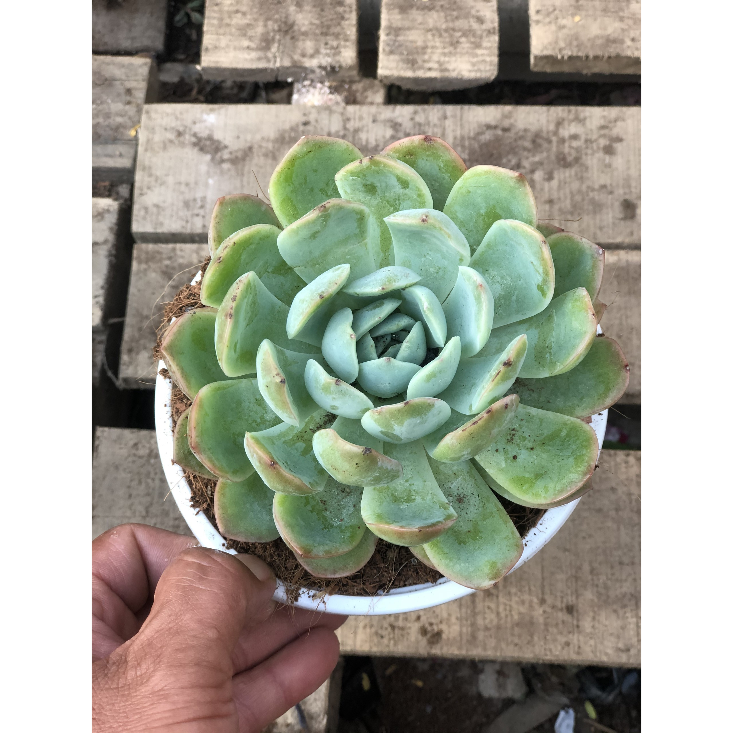 Chậu sen đá size vừa SD29 trồng nơi có nhiều nắng
