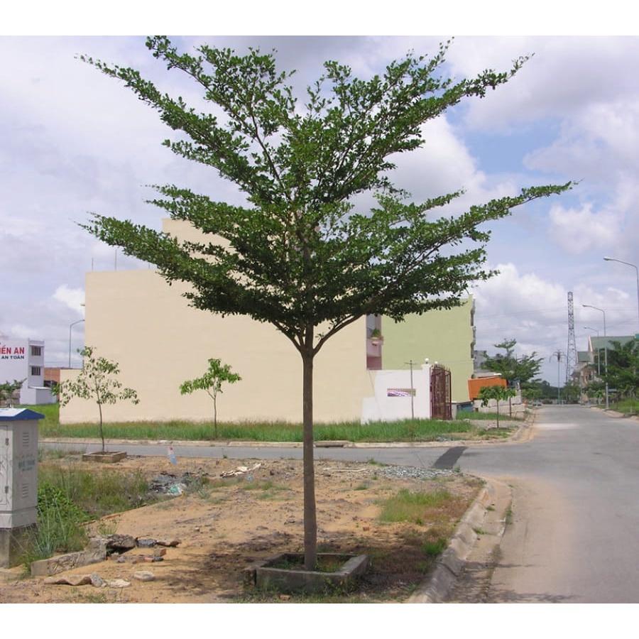 Hạt giống cây giống bàng đài loan KNS3717 - Gói 10 hạt