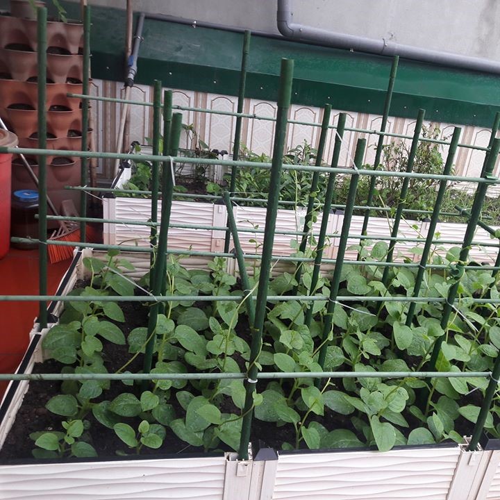 CHẬU GHÉP THÔNG MINH Cm: Bền từ 8-10 năm, phù hợp mọi cây trồng và không gian, Module tùy biến kích thước, an toàn, trọng lượng nhẹ, kết cấu chắc chắn, có khay trữ và thoát nước.