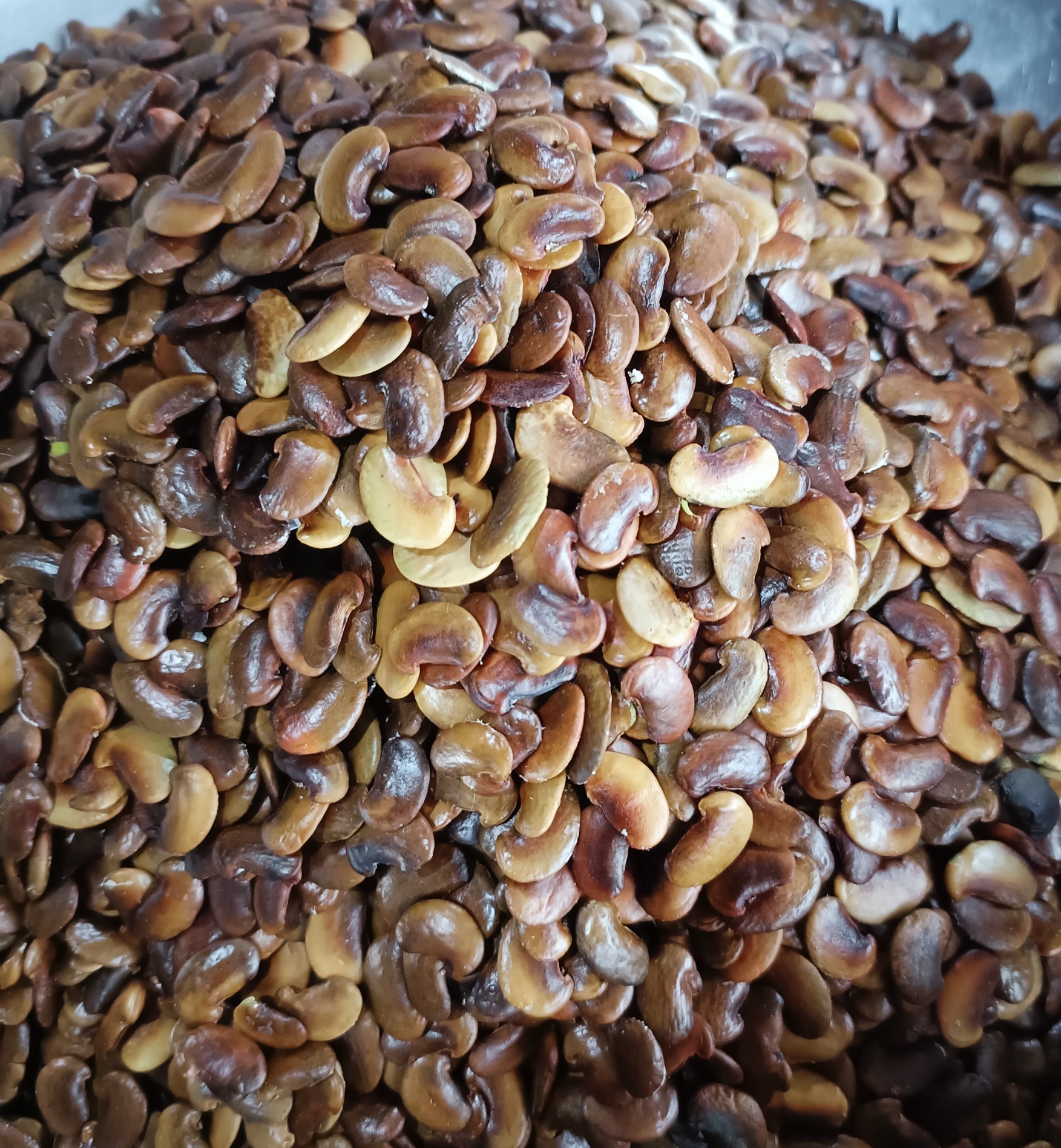 Hạt giống cây sưa đỏ
