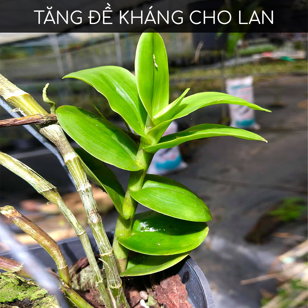 Phân bón kích Kei, thân mầm lá cho hoa Lan BioGrow, chuyên biệt cho phong lan, giúp dưỡng thân mầm lá xanh tươi, kích kie phi điệp, giúp mầm ra nhanh, nuôi kie mập khoẻ, hàng chính hãng, thương hiệu Docneem