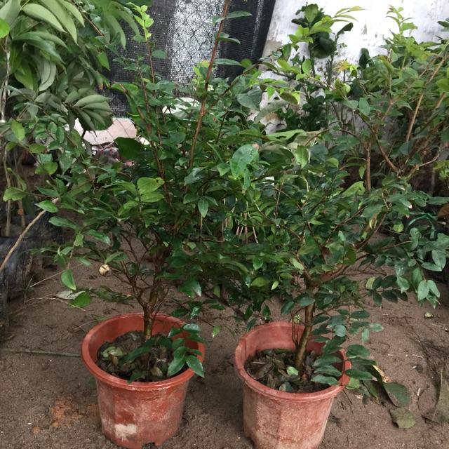 Cây giống Nho Thân Gỗ Tứ Quý - Giống Nhập khẩu cho quả quanh năm - Cây 1 năm tuổi bầu rễ ổn định