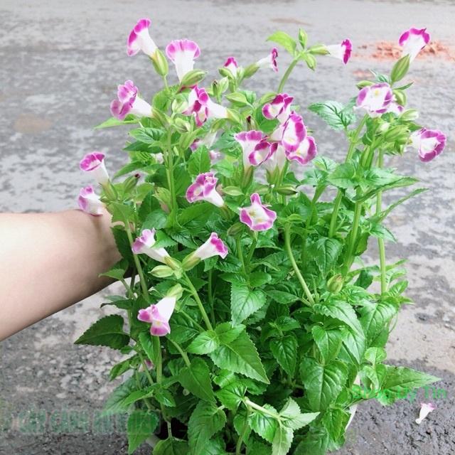 Chậu Hoa Ban Sê