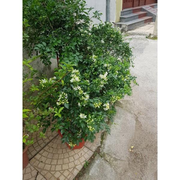 Cây hoa nguyệt quế đẹp cây y hình