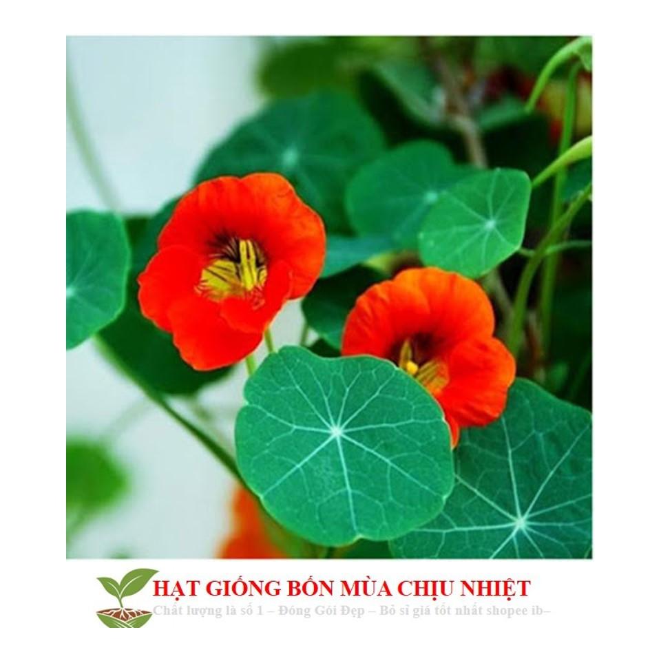 Hạt Giống Hoa Sen Cạn - 5 Hạt