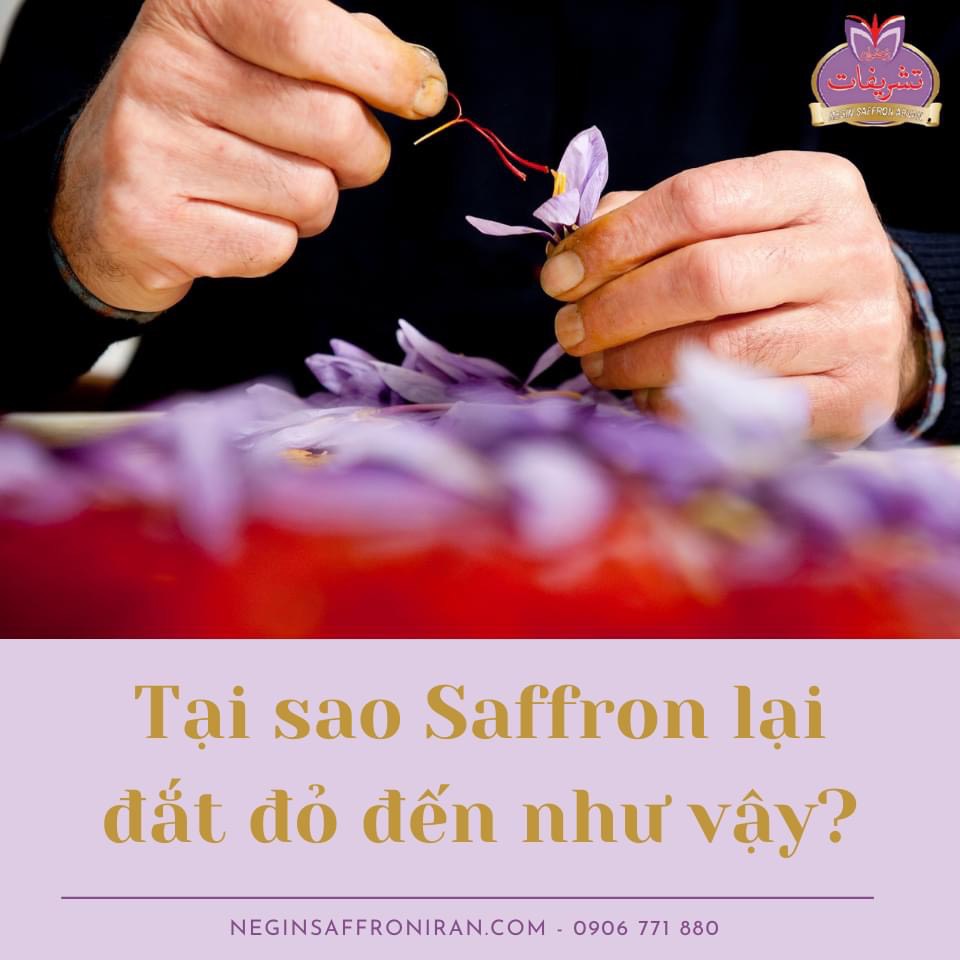 Combo 3 Lọ Nhụy hoa nghệ tây Tashrifat Saffron Premium loại Negin sợi to (1 Grams)