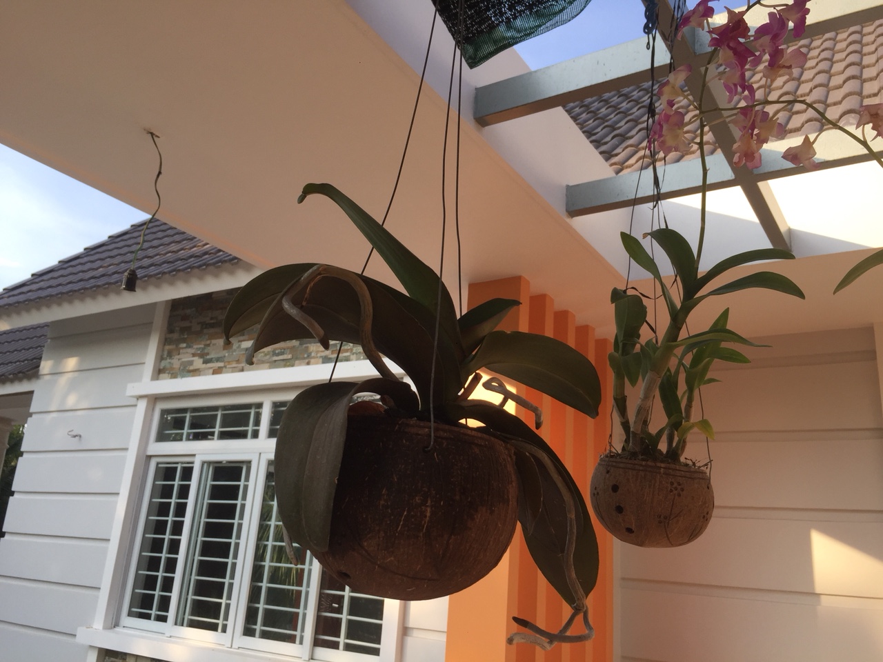 Combo 5 Gáo Dừa Lâu Năm Trồng Lan 11-13cm