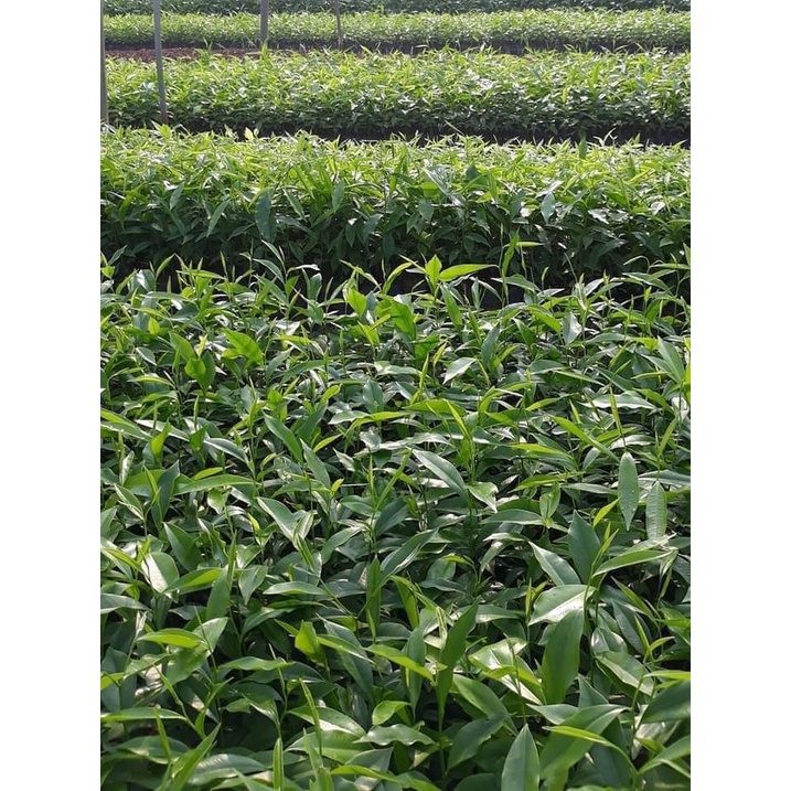 Cây Giống Trầm Hương