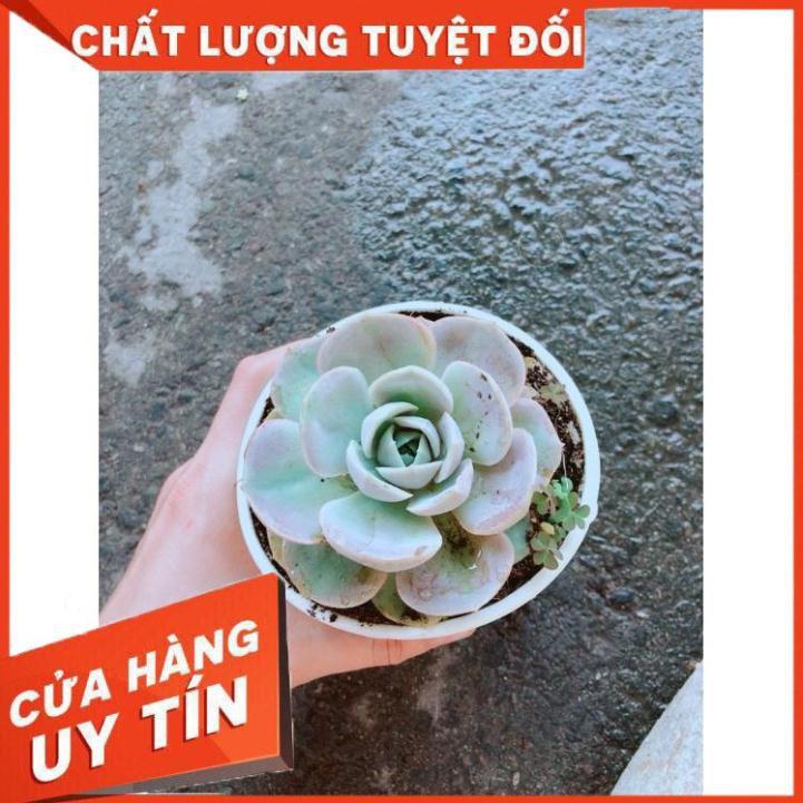 Chậu Sen Đá Hồng Nhiều Người Mua