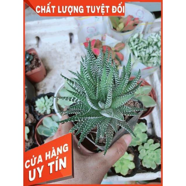 Chậu Móng Rồng