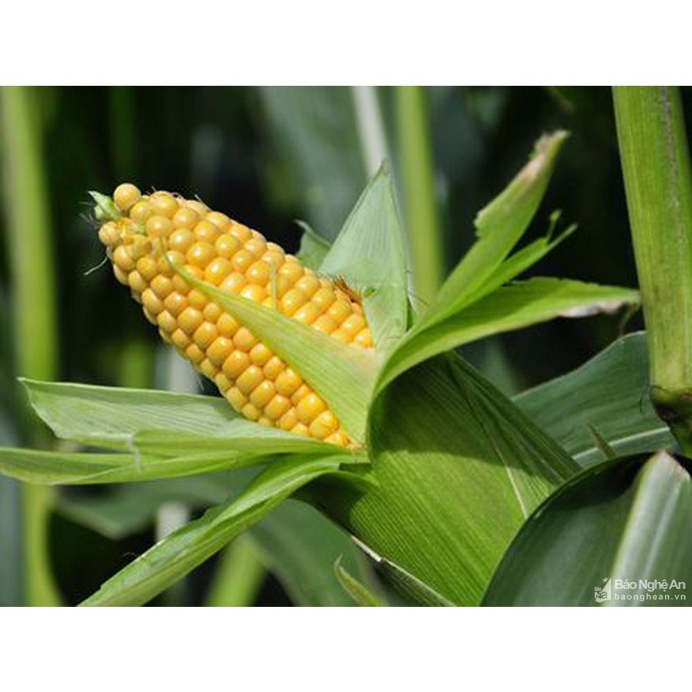 Gói 300g Hạt giống bắp ngọt, ngô ngọt F1 siêu năng suất, giống chất lượng cao - Anh nông dân chính hiệu