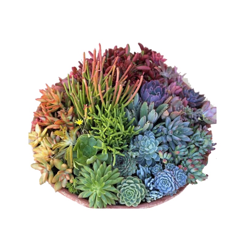 Hạt Giống Sen Đá Sedum Mix Chịu Hạn