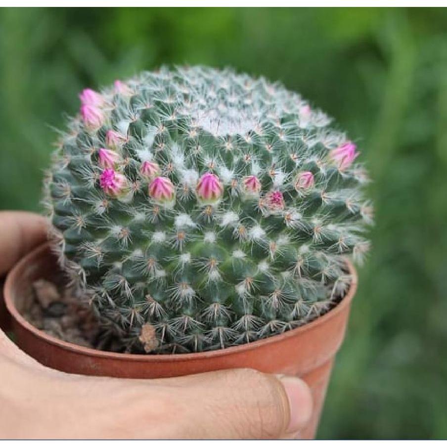 Hạt giống hoa xương rồng bánh sinh nhật - 1 gói 20 hạt