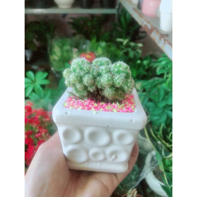 Chậu Xương Rồng Trứng Chim