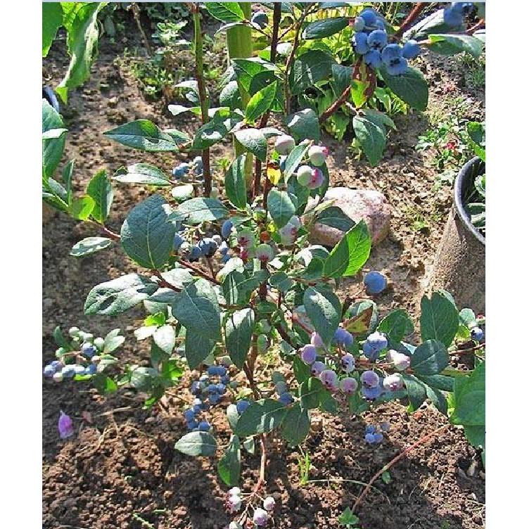 Hạt giống cây ăn trái việt quất Xanh 30 hạt/gói