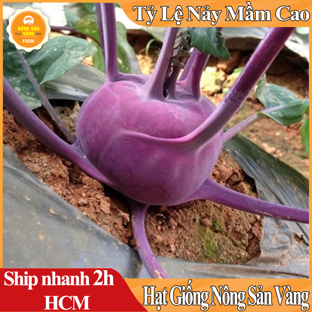 Hạt Giống Su Hào Tím, Dễ Trồng, Dinh Dưỡng Cao Mà Lại Đẹp Mắt - Nông Sản Vàng