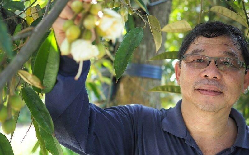 CÂY GIỐNG SẦU RIÊNG BLACK THORN