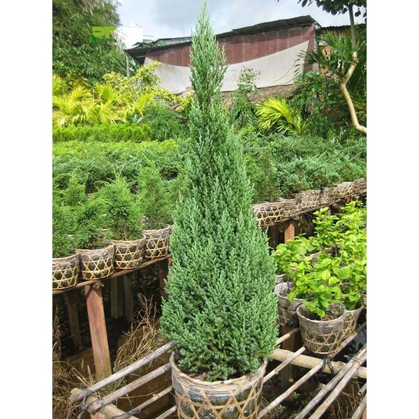 CÂY GIỐNG SƠN TÙNG *