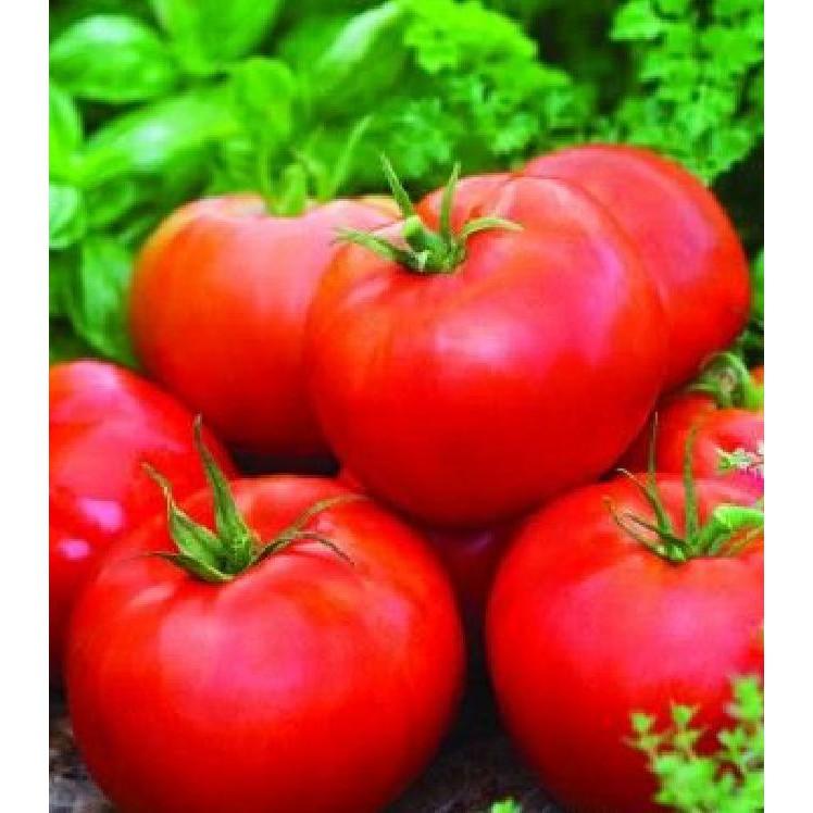 Hạt giống cà chua đỏ khổng lồ F1 ( 30 hạt/gói )