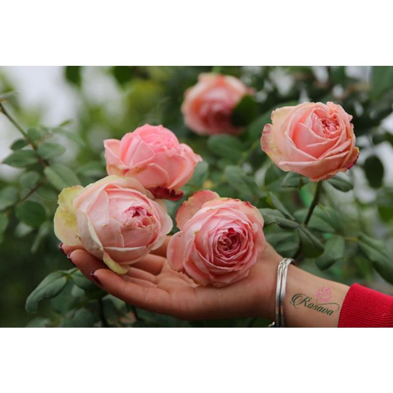 Hoa hồng M-Nostalgic Romance nguyên bản nhập ngoại