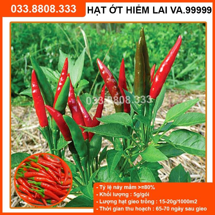 Hạt giống Ớt Hiểm Lai F1 VA.99999 - năng suất cao, quả to đẹp