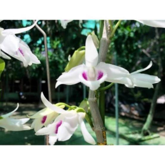 Hoa phong lan phi điệp 5ct cánh trắng phú thọ gieo hạt ki mập khỏe ấm chậu