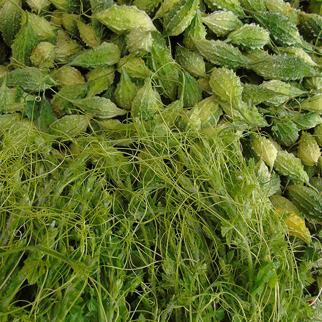 10 hạt giống khổ qua rừng