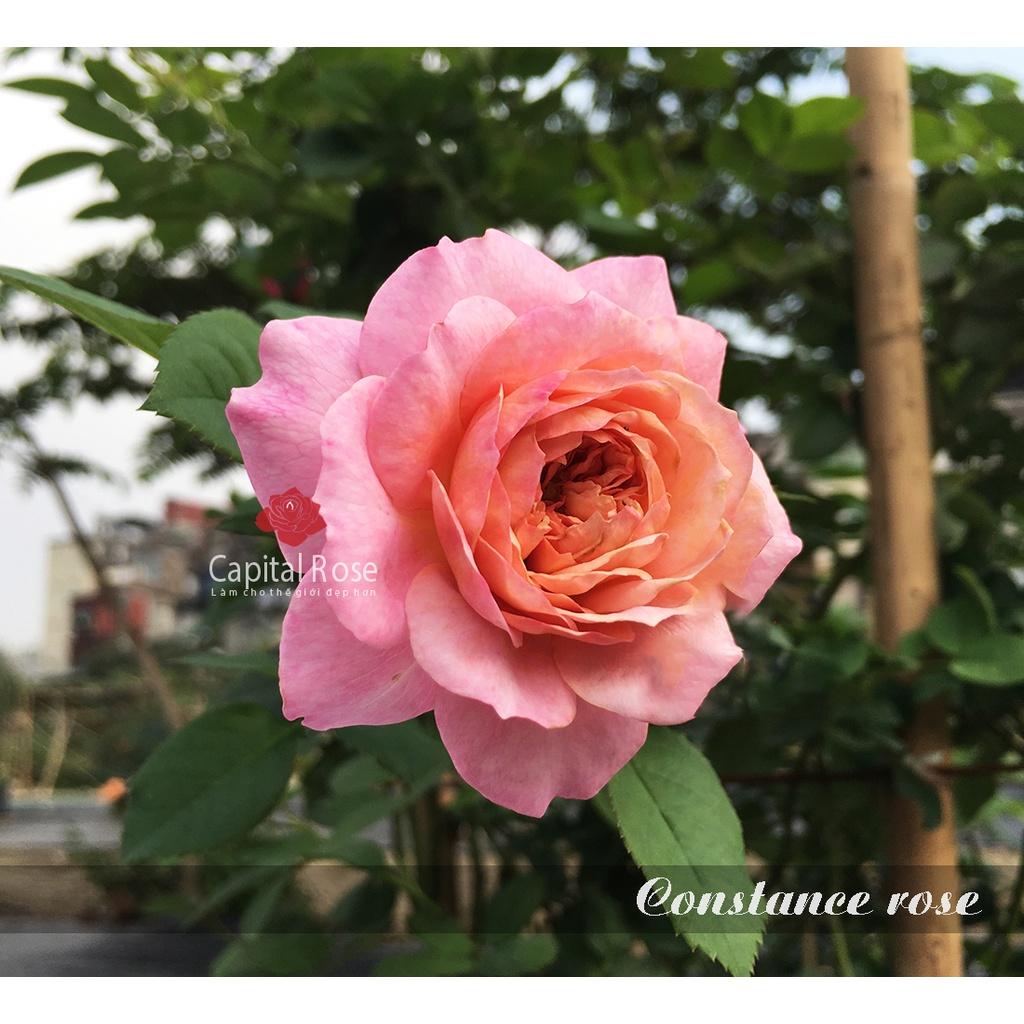 Cây hoa Hồng contans- bầu to cây lớn trưởng thành