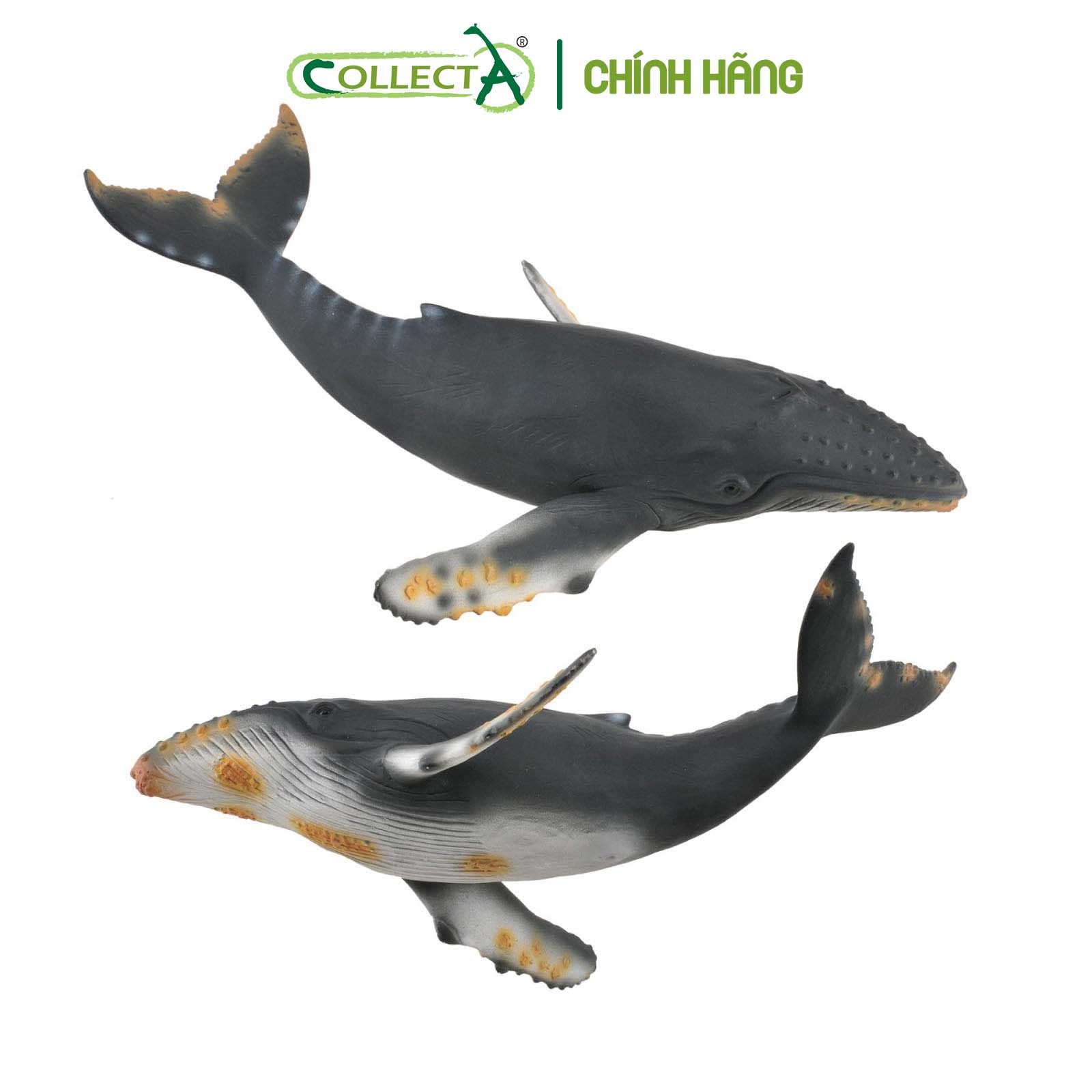 Mô hình thu nhỏ: Cá Voi Lưng Gù - Humpback Whale, hiệu: CollectA, mã HS 9652050[88347] -  Chất liệu an toàn cho trẻ - Hàng chính hãng
