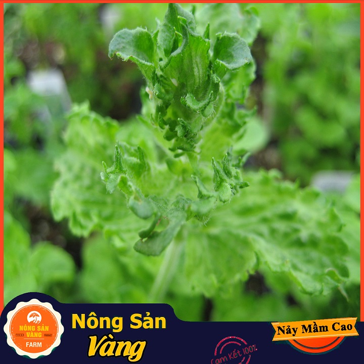 Hạt giống Cây Bạc Hà, Bạc Hà Cay Peppermint ( Gói 100 Hạt ) - Nông Sản Vàng