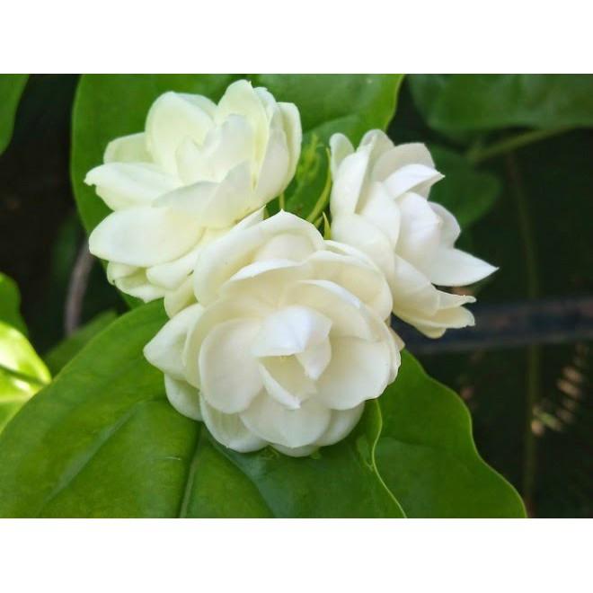 BẦU CÂY GIỐNG Hoa bạch thiên hương-nguyên bầu cây giống + Tặng 01 cây dâu da đất
