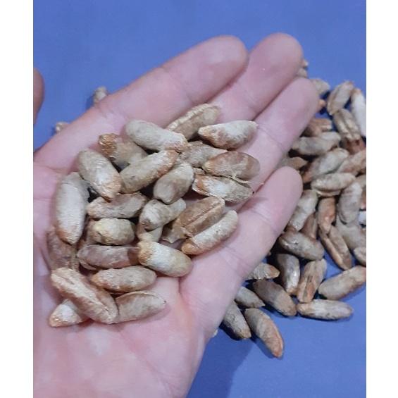 50 gram hạt giống chà là trung đông