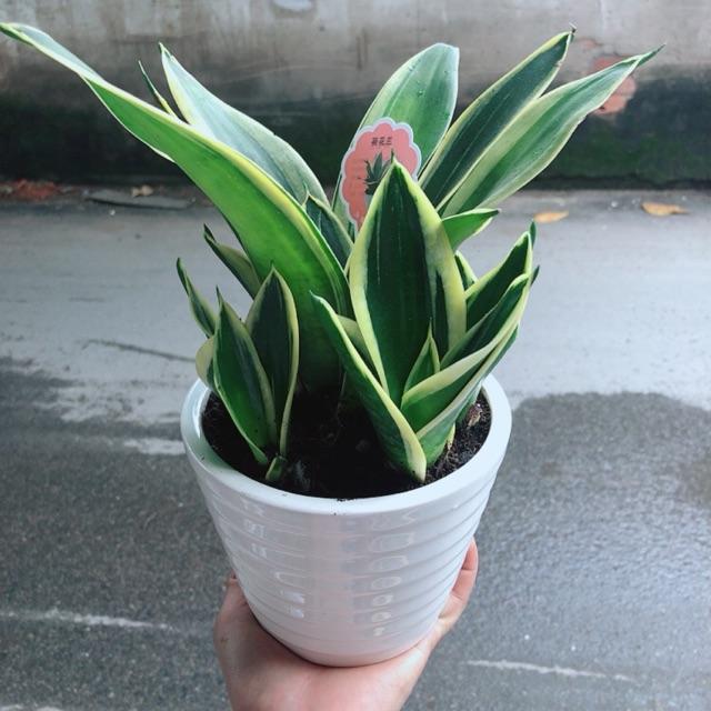 Chậu Lưỡi Hổ Thái