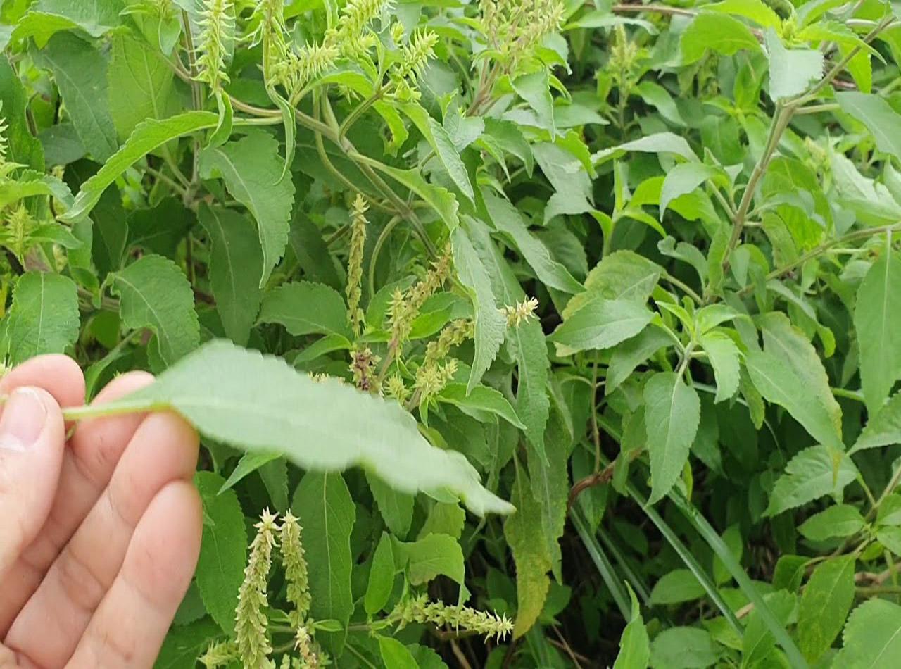 Ly nến thơm tinh dầu Bolsius 105g QT024338 - hương thảo dược, nến trang trí, thơm phòng, thư giãn, Hỗ trợ khử mùi