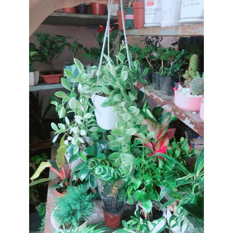 Chậu Cây Treo Mini