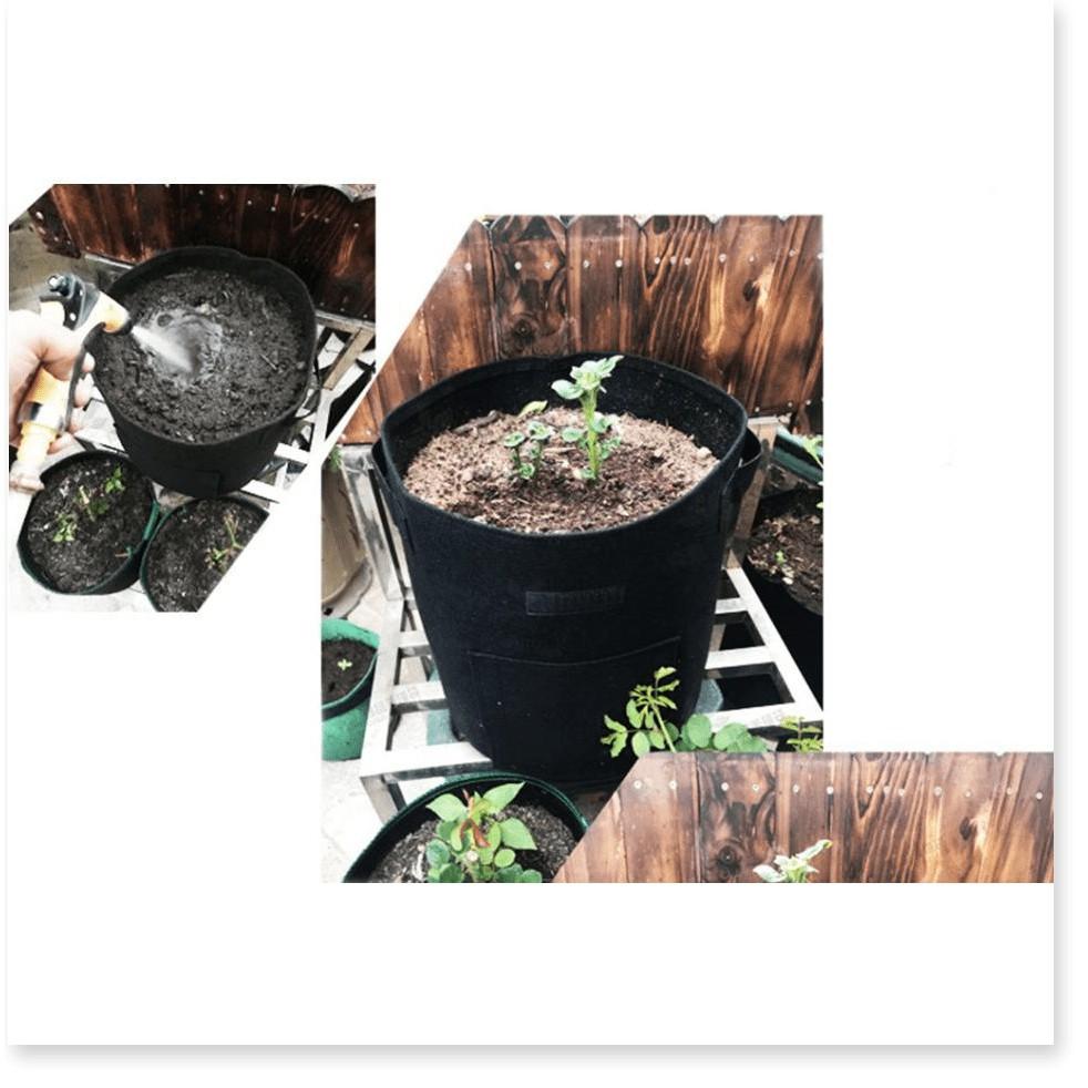 TRỒNG TÚI XANH Chậu trồng cây, củ giống môi trường 30x35cm
