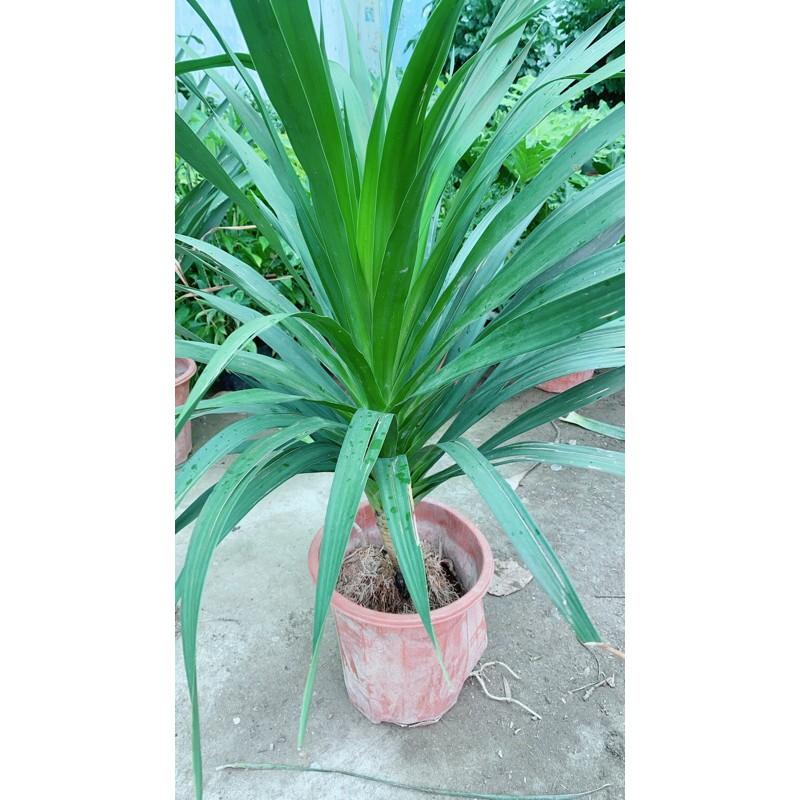 Phát Tài Núi 90cm