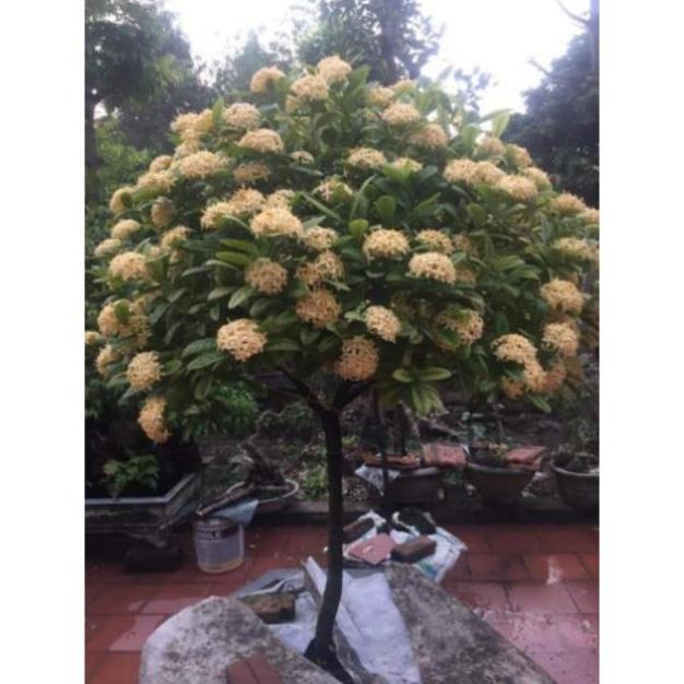 Cây giống mẫu đơn