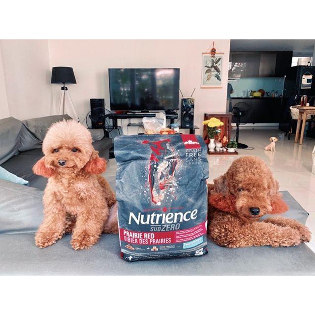 Thức Ăn Hạt Cho Chó Poodle Nutrience Subzero Da Lông Bóng Mượt Bao 5kg - 6 Loại Thịt Cá, Rau Củ, Trái Cây