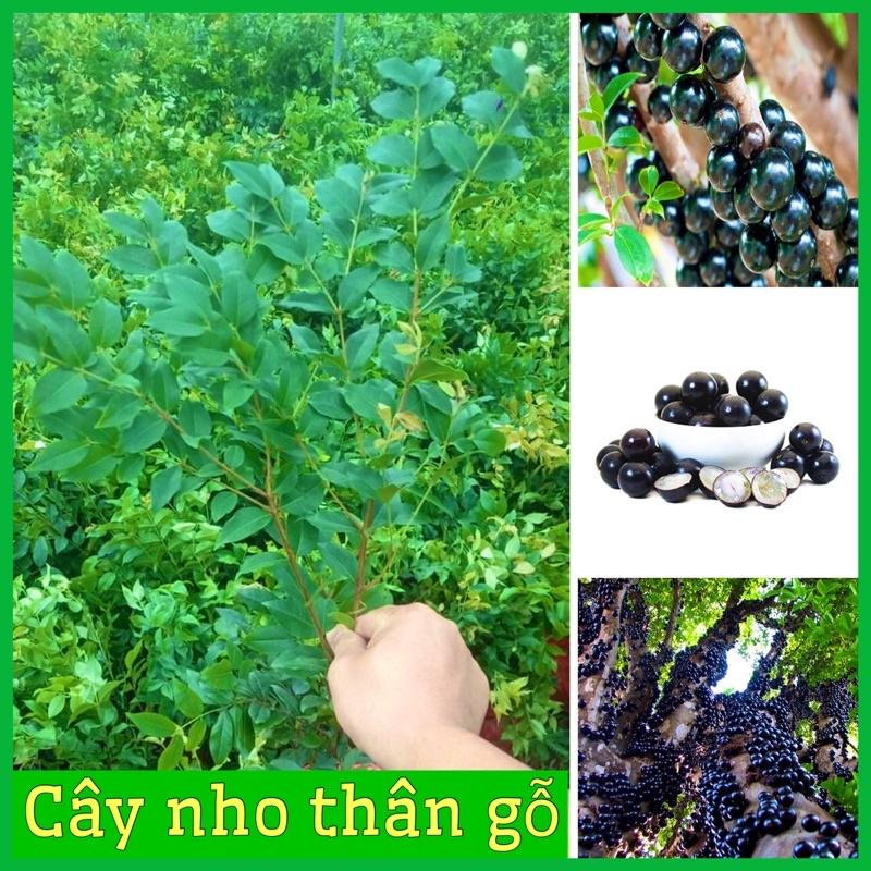 Cây nho thân gỗ quả to đen ngọt cây con giống F1 khỏe mạnh không sâu bệnh cây cao từ 60 - 80cm