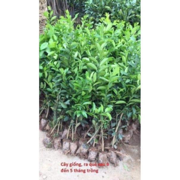 Sản phẩm CÂY GIỐNG CHANH ĐỎ